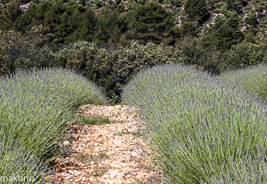 La Campagne De Petre Otel Entrevennes Dış mekan fotoğraf